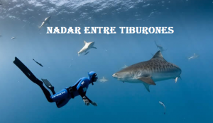 tiburones