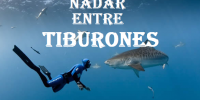 tiburones