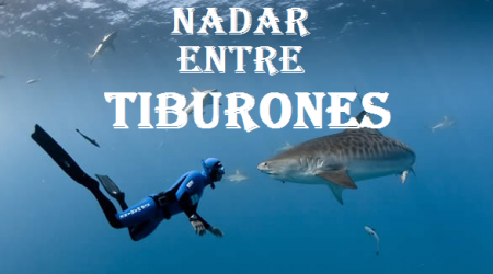 tiburones